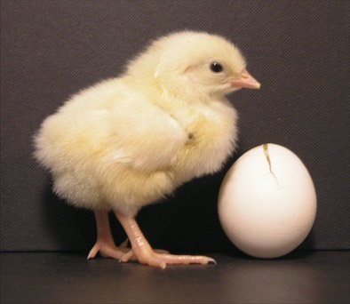 chicken with egg